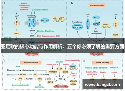 亚足联的核心功能与作用解析：五个你必须了解的重要方面